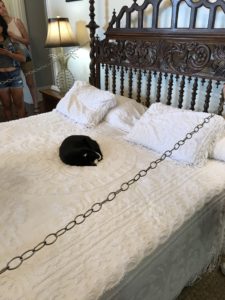 Cat sleeping on a bed at Ernest Hemingway Home