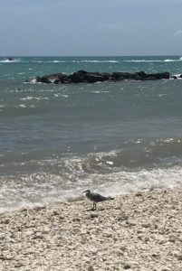 Seagull on the beach, Fort Zach State Park Beach in Key West, Florida