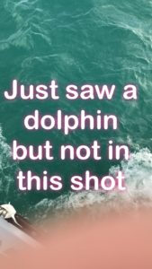 Key West Sunset Sail Dolphin Photo Fail