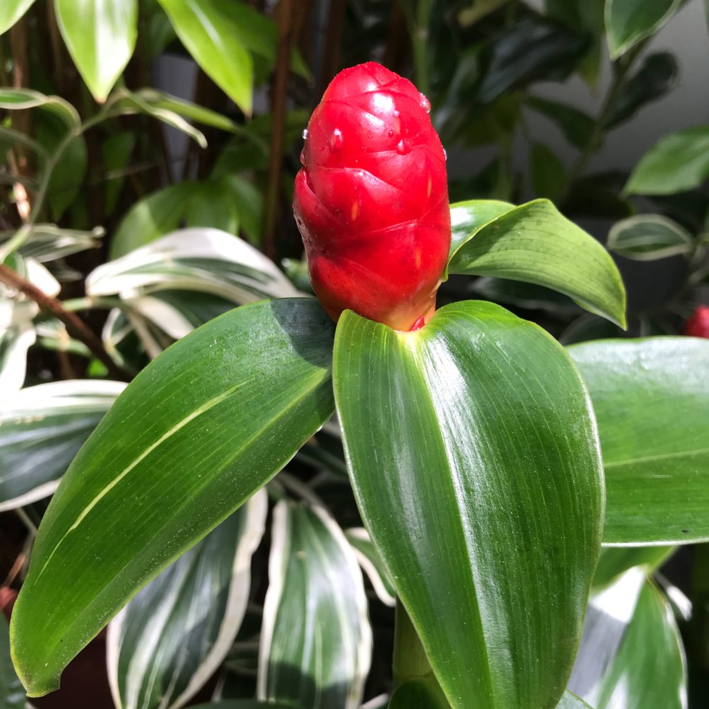 Red bulb flower