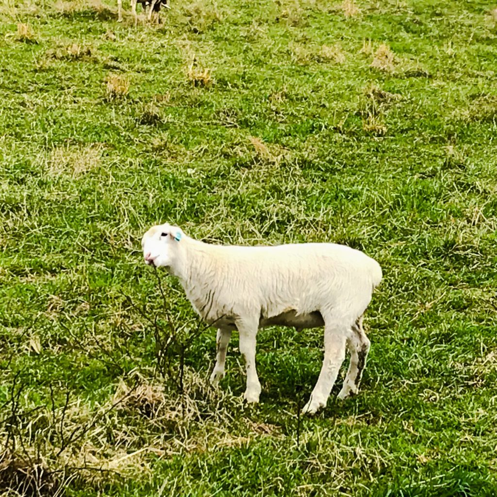 Single sheep on the Biltmore Estate Farm