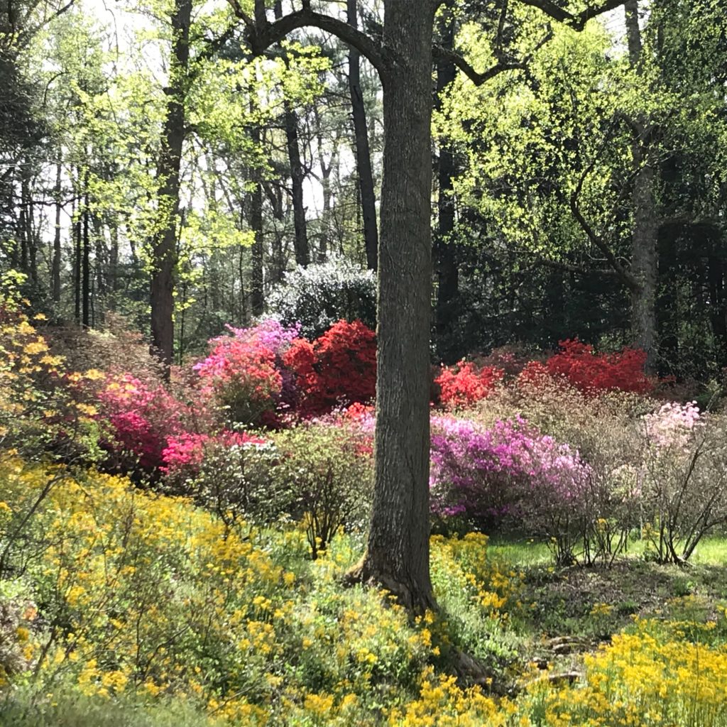 Biltmore Estate gardens during bloom season 