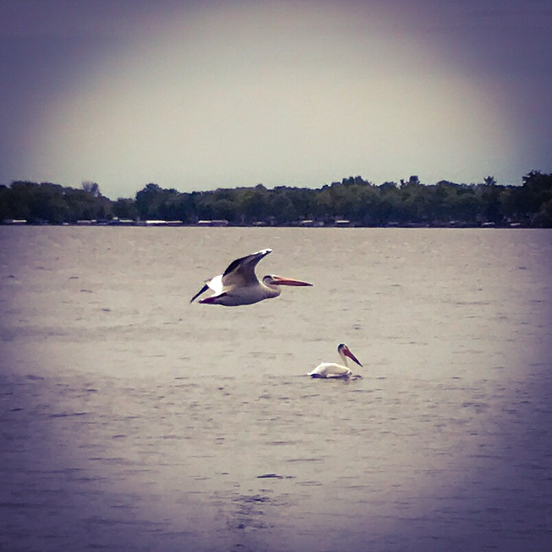 Pelicans Lake Osakis Minnesota