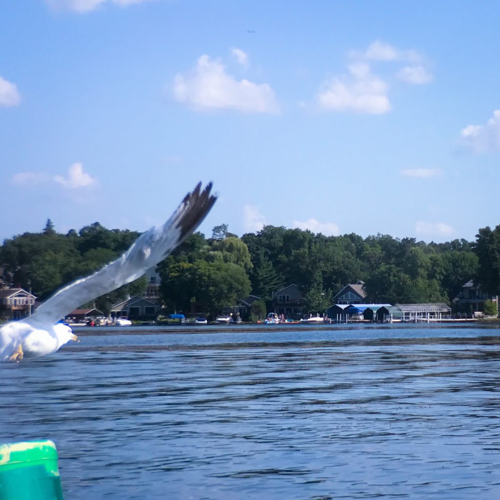 Seagull flying over Lake Minnetonka