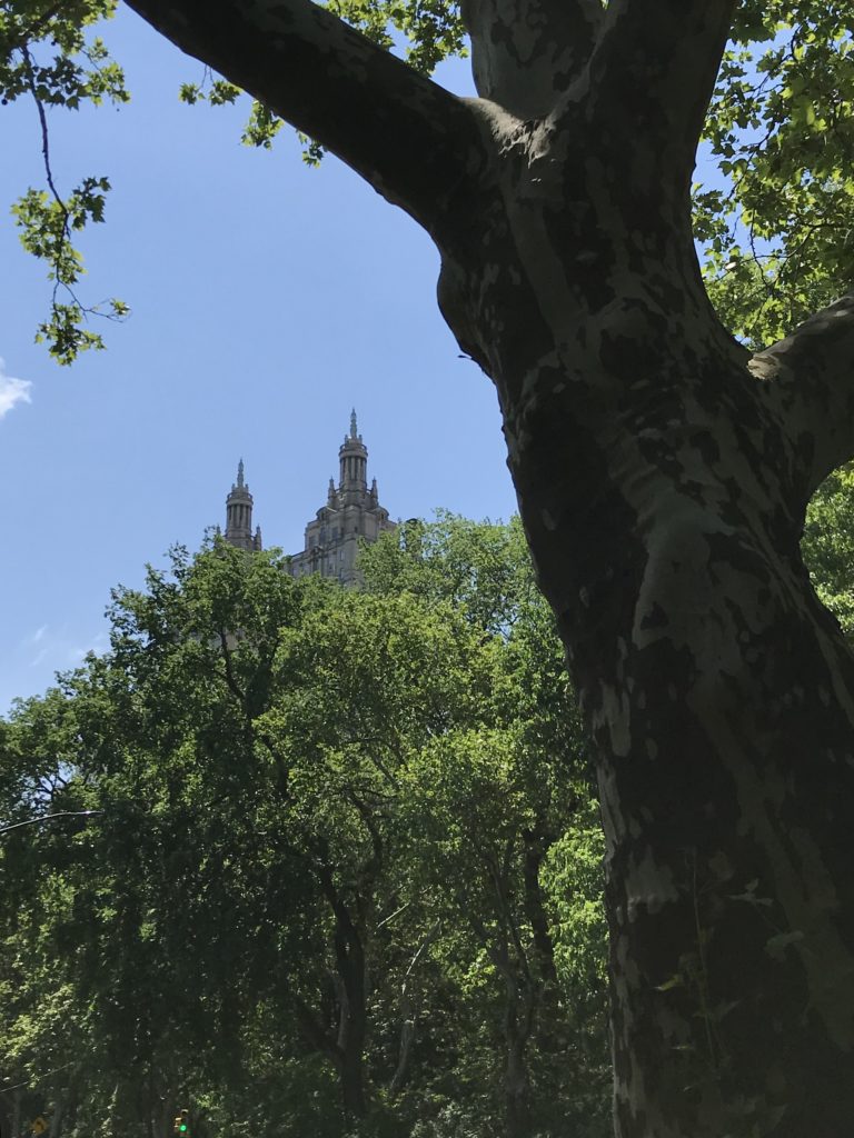 View of trees in Central Park 