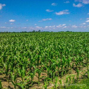 Cornfield early in the spring with blue sky