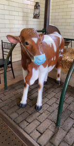 Glensheen Mansion cow wearing face mask
