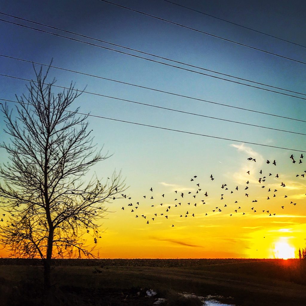 Birds in flight against a beautiful sunset in Iowa 
