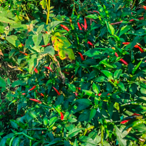 Fresh Thai peppers growing in garden