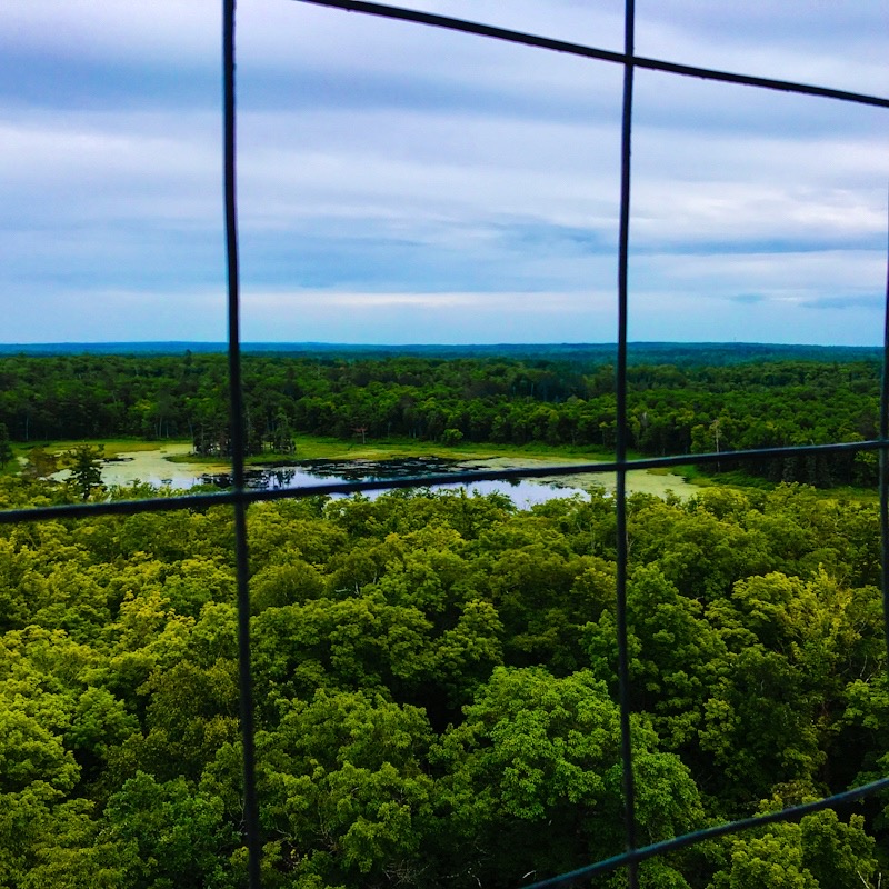 View from a fire tower overlooking tree canopy