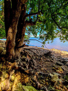Tree with visible roots on a lake shoreline