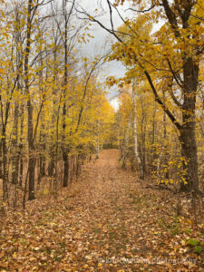 Gold and yellow leaves on trees and on the ground and hiking trail in the woods