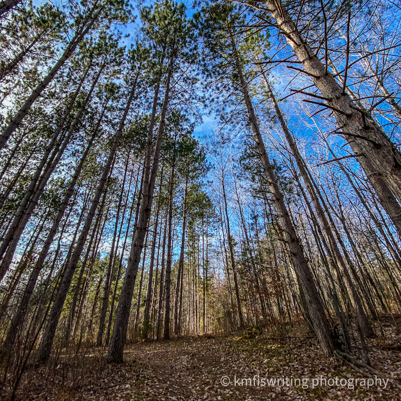 hiking trail through tall pine trees and a blue sky