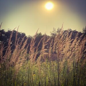 Prairie grass and sun
