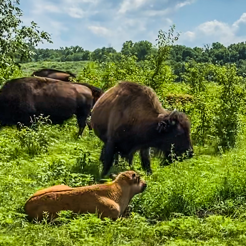 Bison grazing on range