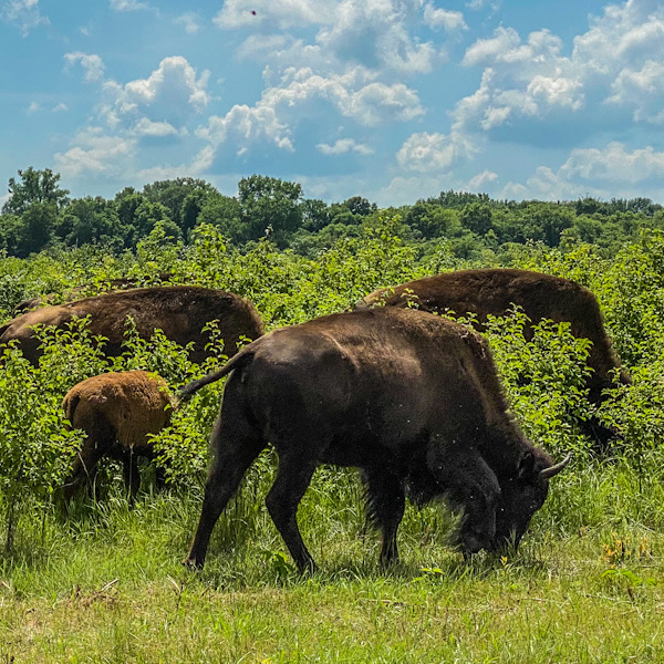 Bison grazing on range