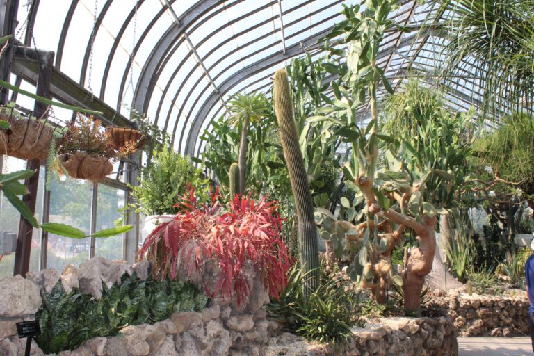 Cactus conservatory garden
