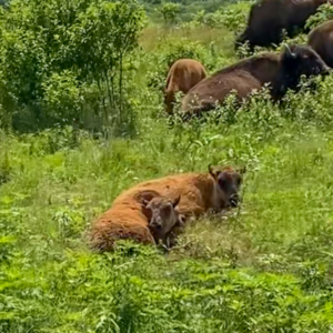 Baby bison in Minnesota