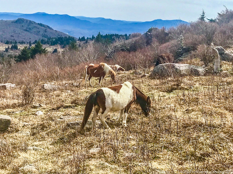 Three wild ponies grazing