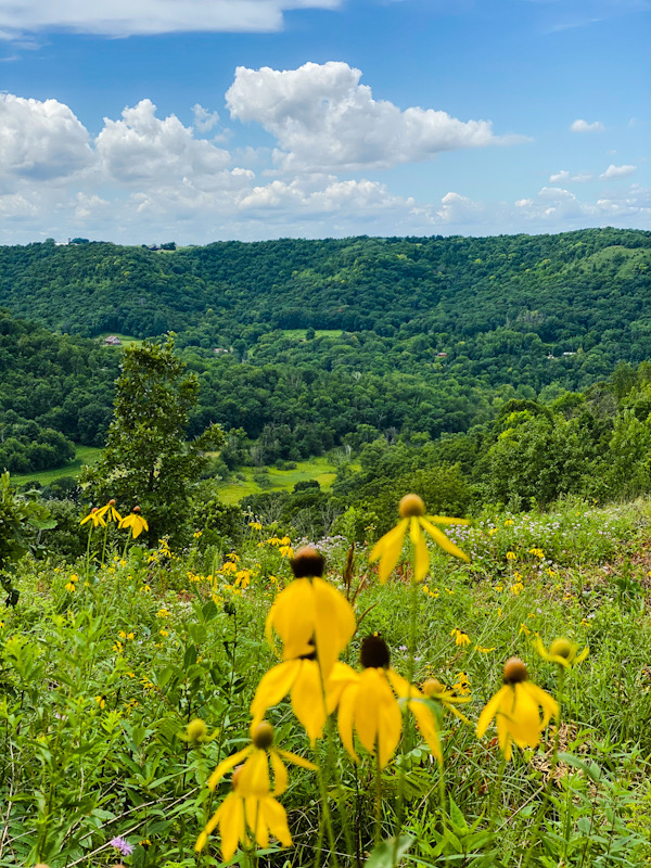 Wildflowers overlooking bluffs and a valley