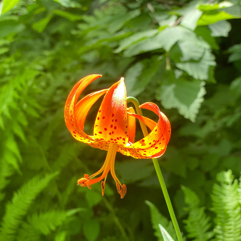 orange lily wildflower