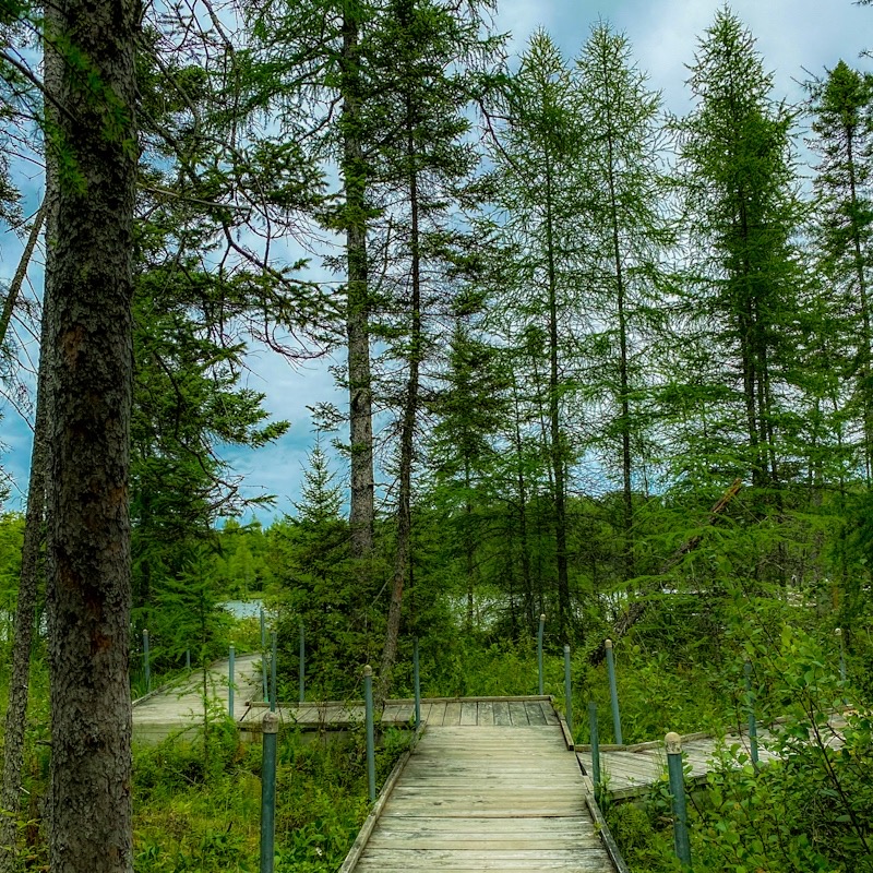Boardwalk trail through the woods and bog at Bemidji State Park in Minnesota