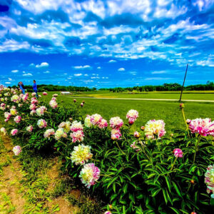 fields of peonies with blue sky and clouds