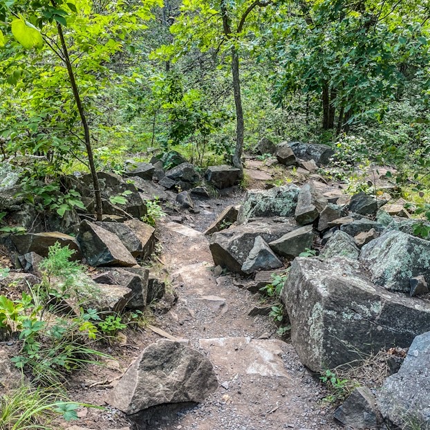 rocky path in the woods