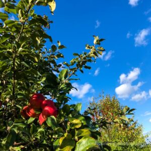 apple orchard with blue sky