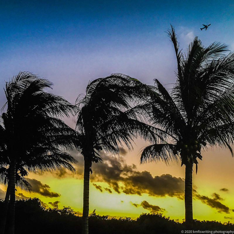 Palm trees, sunset and airplane