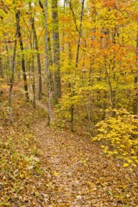 Hiking path in the woods during fall foliage with yellow leaves