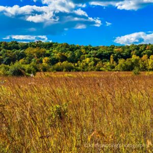 Field of grasses in the fall with trees and blue sky and clouds