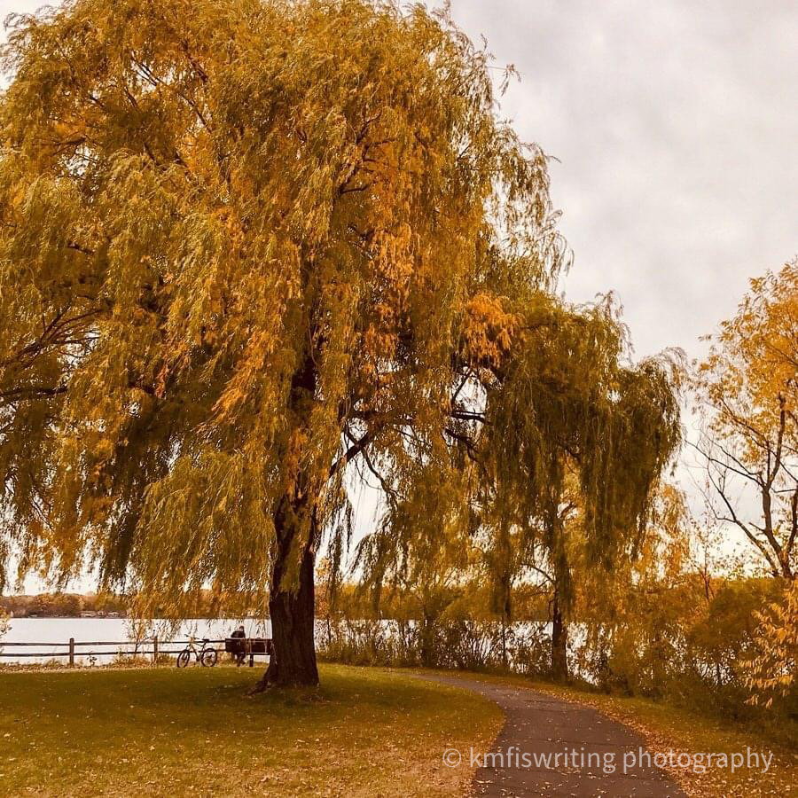 Willow tree in autumn overlooking lake