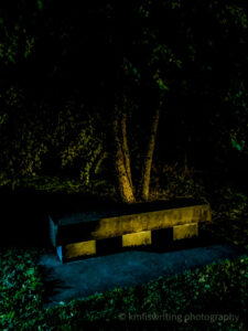 Bench in front of a tree at night