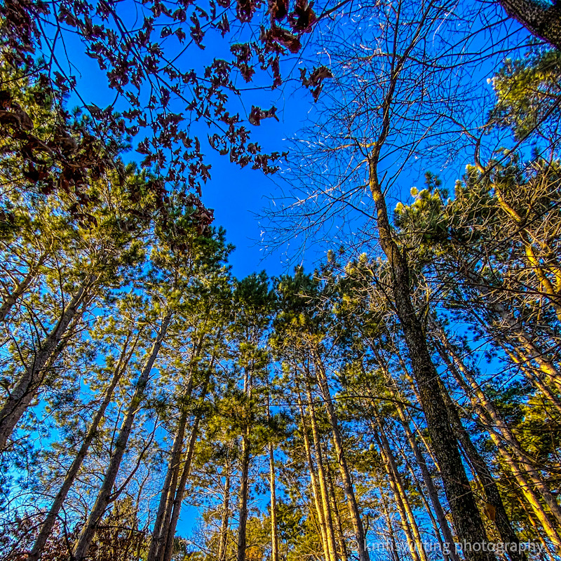 Upward view of tall trees against a blue sky