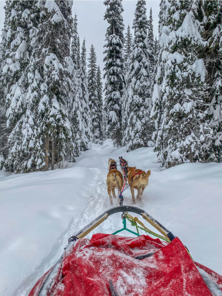 Dogs pulling a sled through snow and evergreen trees