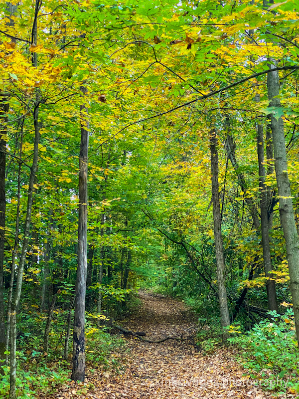 Hiking trail of green and yellow leaves