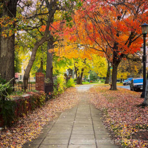 fall foliage along a city sidewalk with leaves on the ground