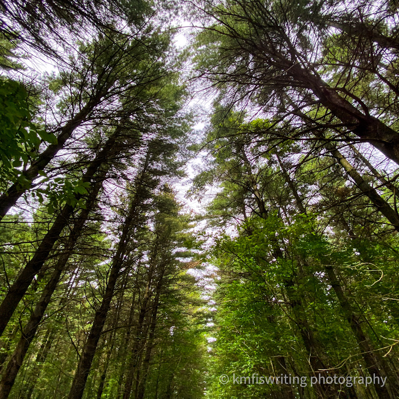 Tall pine trees looking up