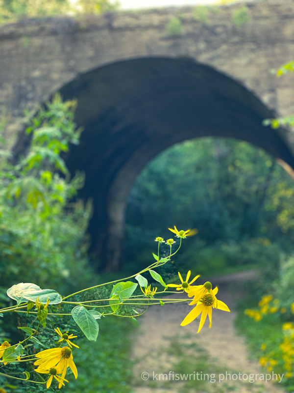 yellow wildflowers in front of a hiking path and old train trestle