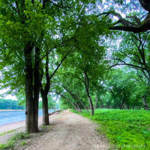 Hiking trail next to Minnesota River with gravel path and green trees