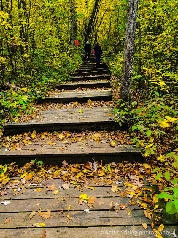 Steps leading up through the woods with people near the top