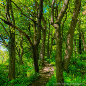 Trail leading through lush green woods