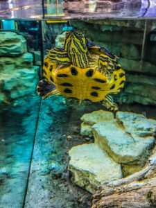 Yellow bottom turtle in an aquarium