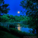 Moon on a royal blue sky rising above backyard pond
