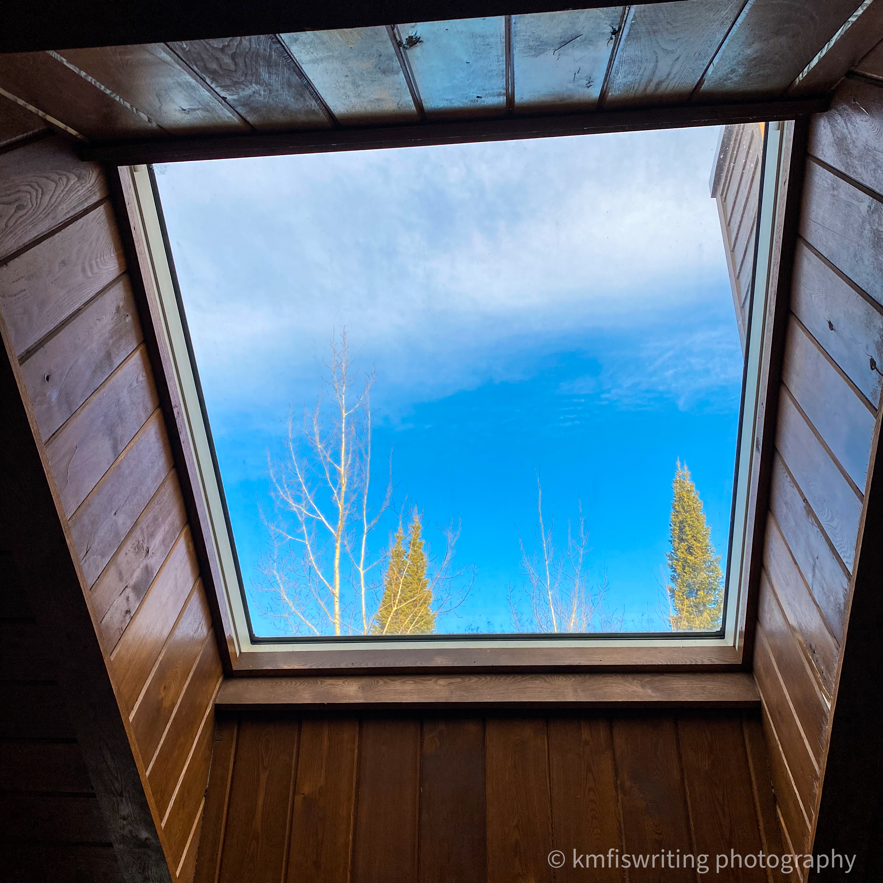 Skylight with a blue sky and evergreen tree tops