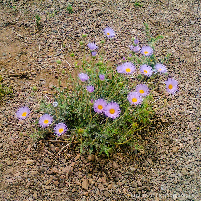 Death Valley desert wildflowers