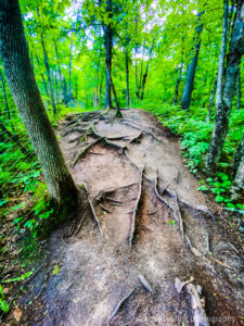 Hiking trail near Duluth Minnesota with tree roots