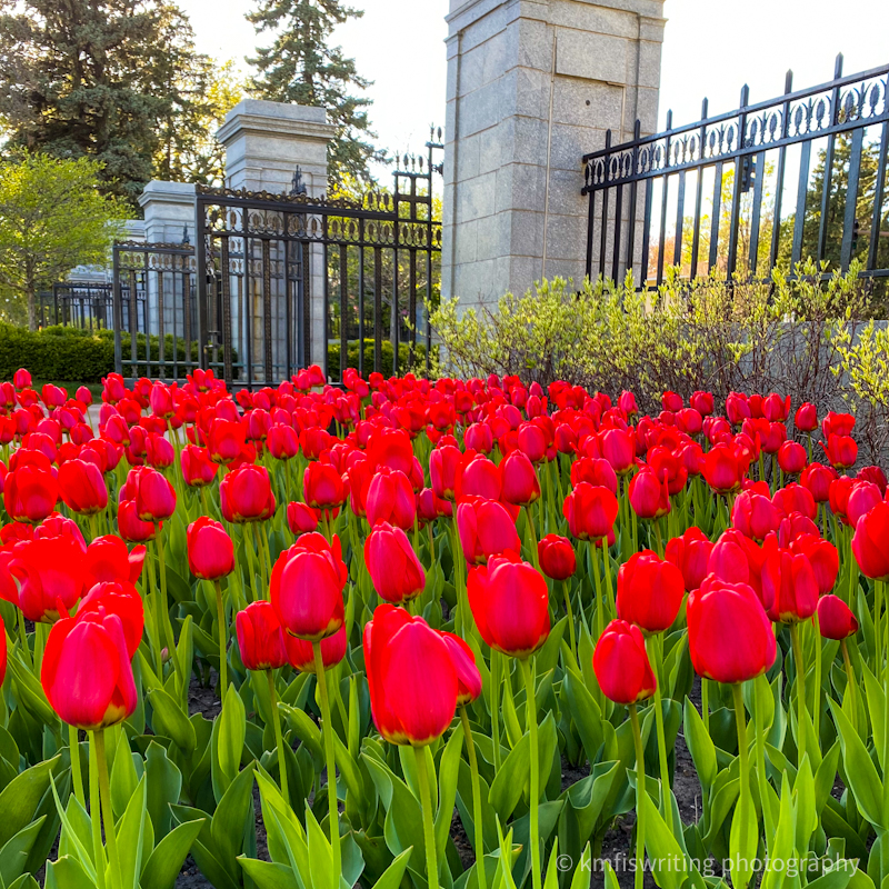 Best flower gardens in and near the Twin Cities
