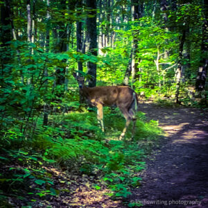 Best hiking trails near Duluth deer in woods at Banning State Park